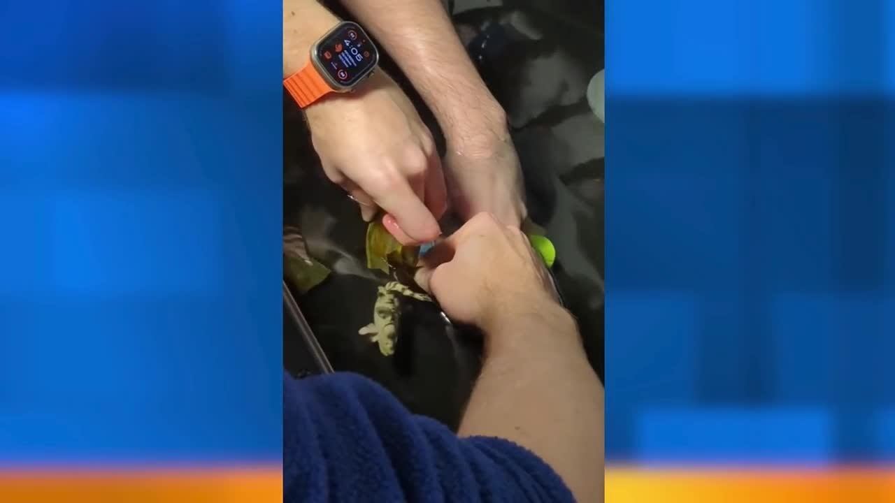 A rare shark birth phenomenon occurred at the Shreveport Aquarium