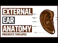 The Anatomy of the External Ear... On Fleek | Procreate Timelapse | Art and Anatomy | Jennmedart