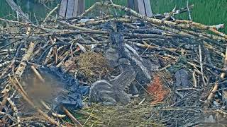 2023-06-12 Salty #2 picked a fight with #1 and got shut down quickly | Boulder County Osprey Cam