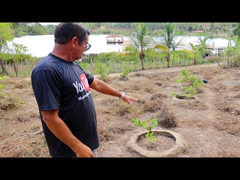 Vídeo: Limões Salgados