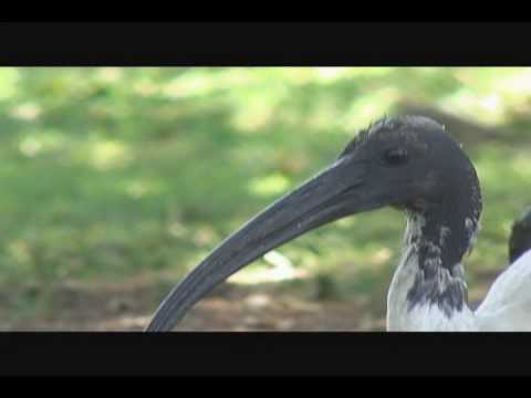 print/maker book Bird Life Drawing - Sacred Ibis