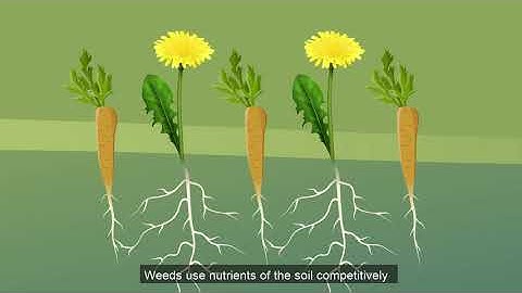 Animācijas izveide - WeedBot