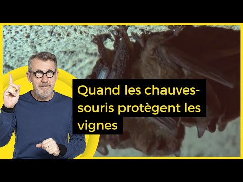 Vidéo: Les relevés de chauves-souris peuvent-ils être conditionnés ?