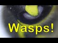 Exploring Wasps and Microscopy