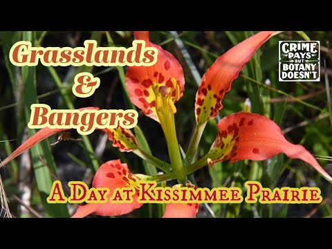 الأعشاب ت ثيرني يوم في سهول كيسيمي