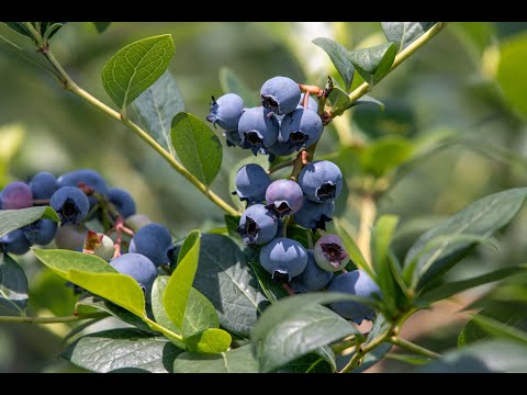 ブルーベリーファーム瑞浪の紹介動画サムネイル