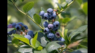 ブルーベリーファーム瑞浪 | 土岐市観光協会