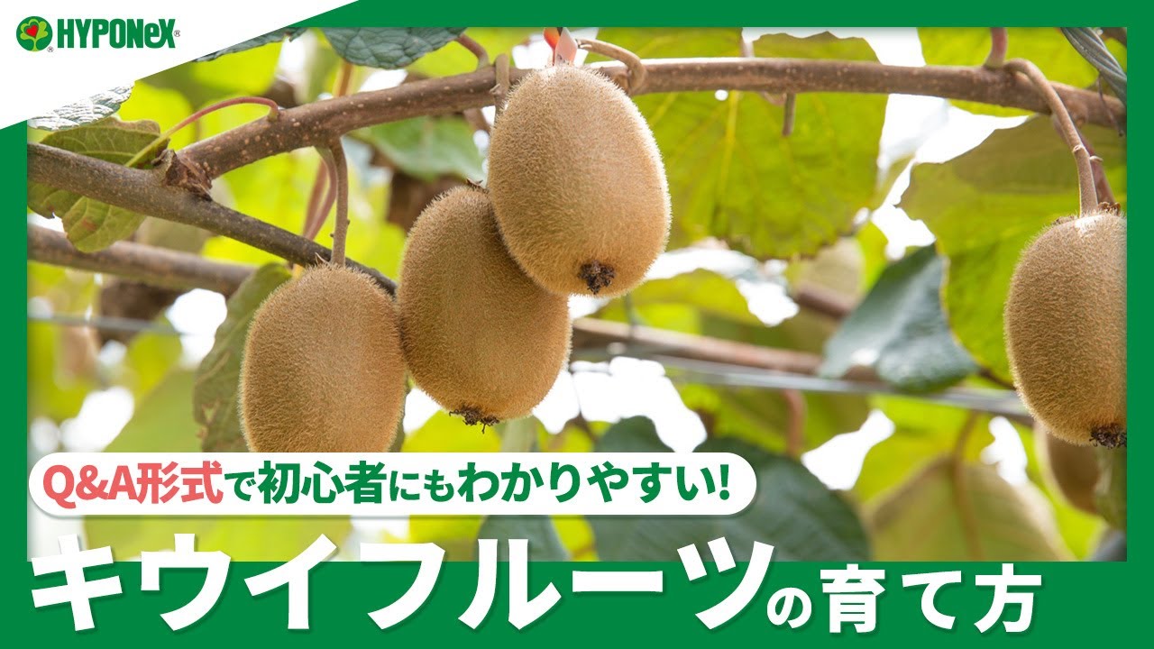 ☘265:【Q&A】キウイフルーツの育て方|果実を育てるためのポイントは?水やりや肥料などの管理方法もご紹介 - YouTube