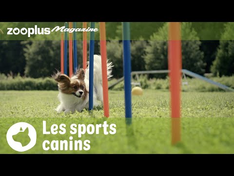 Canicross : le plaisir de courir avec son chien - Magazine zooplus Suisse