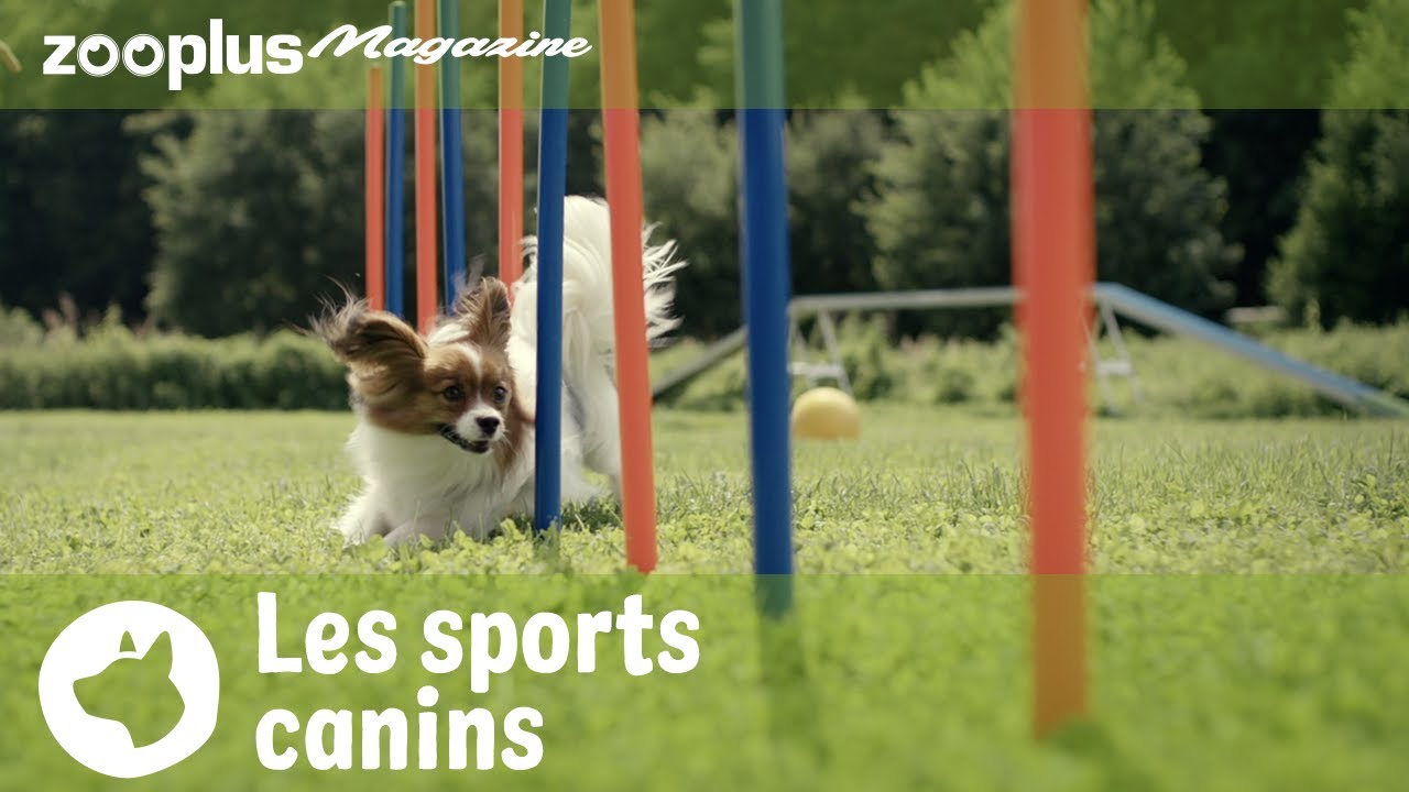 Sacs de sports canins, Recherche, Dog Disc, Obéissance