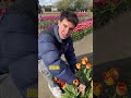 STAGIONE DEI TULIPANI