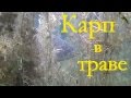 Видео о подводной охоте на карпа в траве