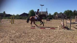 4yo Harley x Animo Gelding ~ Jump/flatwork video