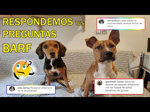 Video: Preguntas frecuentes sobre BARF para perros