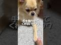 手を触らせてくれないチワワ【うちのわんこ】 #shorts #うちのわんこ #チワワ