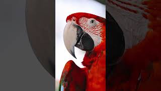 Why This Macaw’s Face Changes When It Looks At You!
