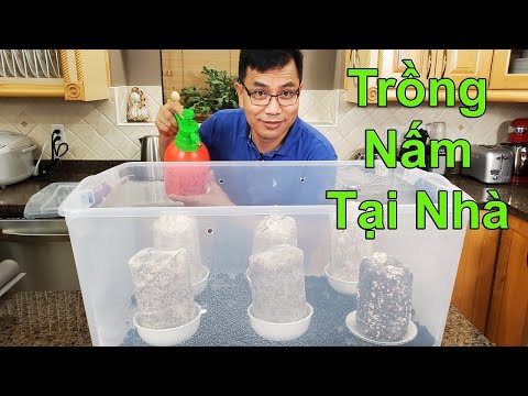 Video: Bạn Có Thể ăn Nấm Sữa Ngâm Trong Bao Nhiêu Ngày?