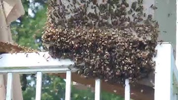 Honey Bee Swarm Capture using a Bait Box