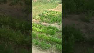 Beauty Of Natural Treasure