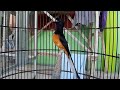 Ocehan Santai Tapi Bikin Murai Nyaut Gacor Dan Ngeplong Mp3 - Mp4 Download