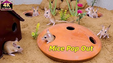 Cat TV Mouse Maze –Real Mice Pop Out Everywhere | Best Mouse Video for Cats to Watch | 8 Hours 4K