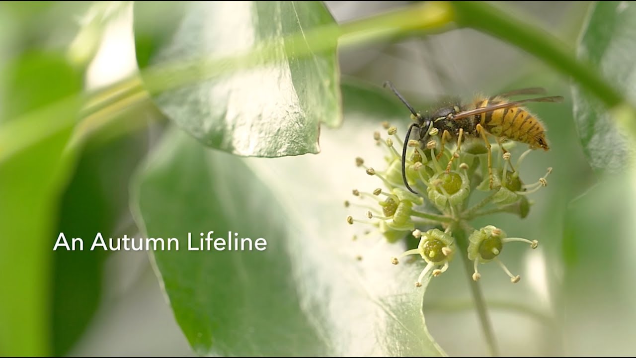 naturewatch foundation cheltenham NatureWatch Shorts: An Autumn Lifeline