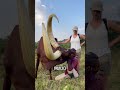 거대한 뿔을 가진 소 thumbnail