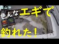 【検証】釣れたことないエギで釣れるのか！？～エギメーカー応援企画！とにかく動いてイカを釣る！～