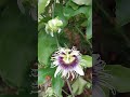 🌺 Удивительный цветок маракуйи: ТАКОЙ красоты в Таиланде вы еще не видели! (Райский сад Краби)