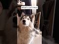 Husky Tilts Head for the First Time🦊  #husky #doglover #dogsoftiktok #dogsofinstagram