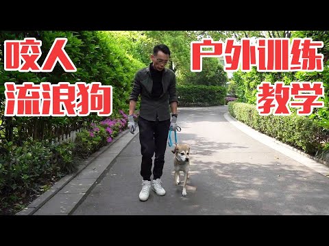 Dog training practical teaching: outdoor test for biting stray dogs丨Leaving a fixed environme