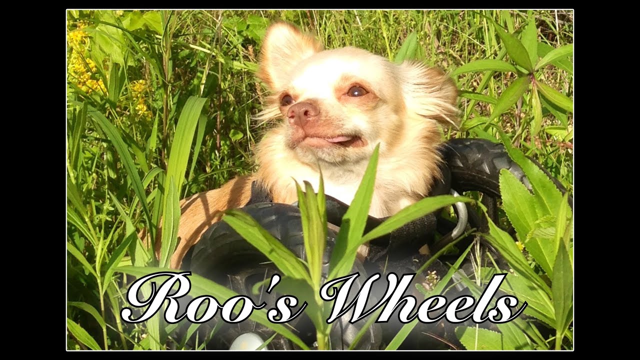 duluth veterinary hospital facebook Roo's Wheels