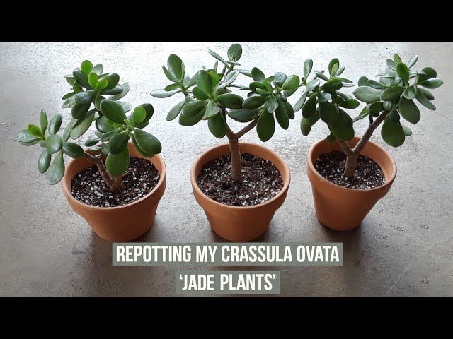 Separating & repotting my Crassula Ovata Jade plants - YouTube