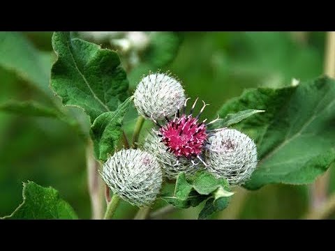 Видео: Cinquefoil - полезни свойства, употреба на корен, показания