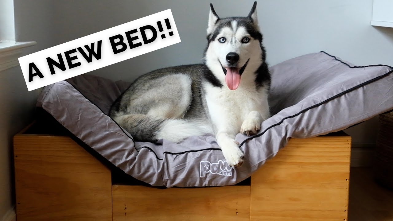 husky bed
