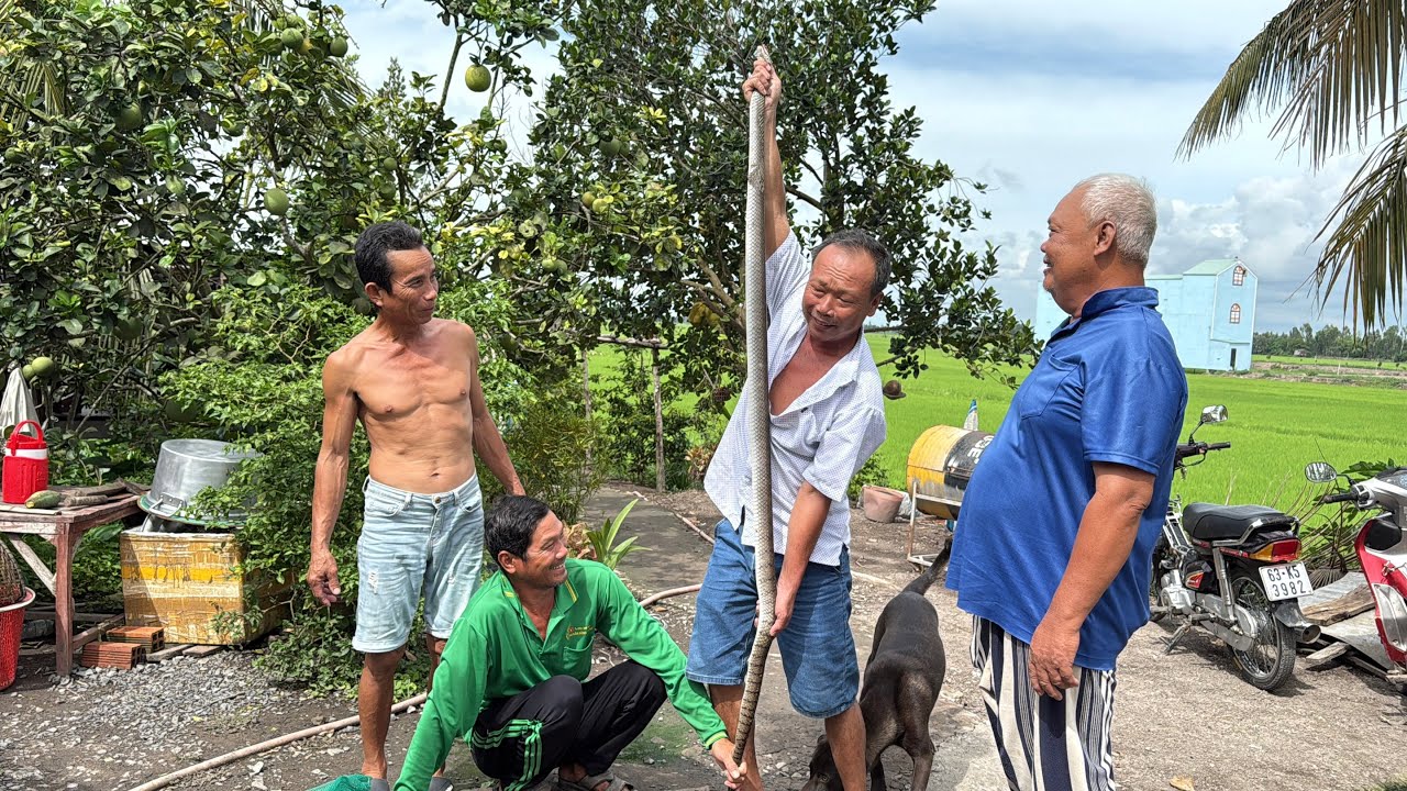 Ông Sáu Đi Thăm Ruộng Gặp Hiện Tượng Lạ| Bông Lúa Đồng Tháp