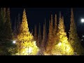 明治神宮外苑 銀杏並木 ライトアップ イルミネーション MEIJI-JINGU-GAIEN GINKGO illuminated AVENUE TOKYO JAPAN  illumination