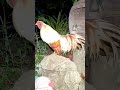 #chicken #funny gà gáy