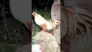#chicken #funny gà gáy