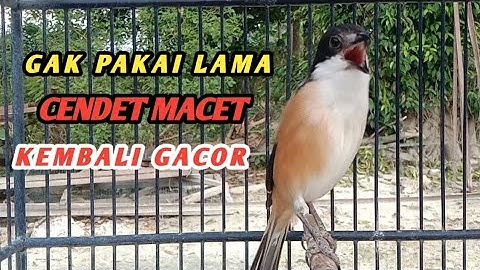 BURUNG CENDET GACOR BIKIN CENDET DIEM NYAUT GACOR || PANCINGAN BURUNG CENDET 