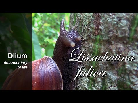 African giant snail (Lissachatina fulica) - part 2