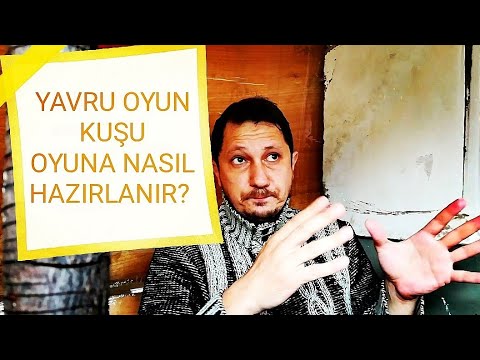 YAVRU OYUN KUŞU OYUNA NASIL HAZIRLANIR? |SEFERLİ GÜVERCİN |