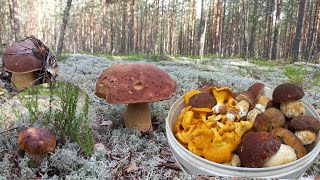 Грибы🍄 Боровые/ ЗВЕРИ РЯДОМ /Кто рано встаёт, Тот собирает весь урожай / Сказочный Лес/ГРИБЫ ЖДАЛИ