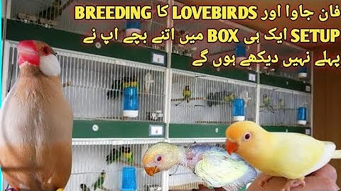 Lovebirds Mutation and Java Sparrows Breeding Setup |Java Farming Business #mrpet2.0