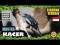 Suara Kicauan Burung Kacer Terbaik Part Masteran Kacer Kacer Gacor Pancingan Kacer Mp3 - Mp4 Download