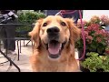 Dog eats passport