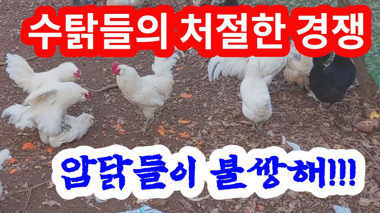 수탉(닭)들의 처절한 경쟁 불쌍한 암닭 강자만이 살아남는 동물의 세계.닭들의 전쟁.병아리 부화를 위한 짝짓기.The survival competition of chickens.