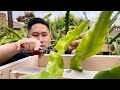 E4: How to Grow Dragon Fruit From Cutting to Fruit