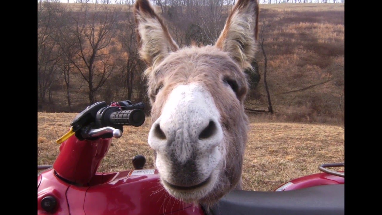 Land for sale Middle Tennessee SOLD YouTube