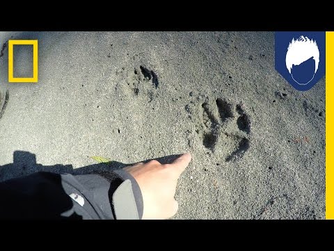 What’s Special About a Wolf’s Paw Print? | National Geographic
